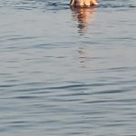 Escorte image 382747