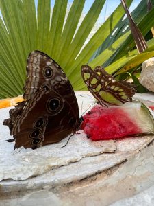 Douceur de paradis image 571518