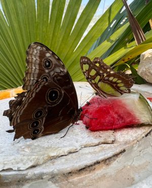 Douceur de paradis image 571518