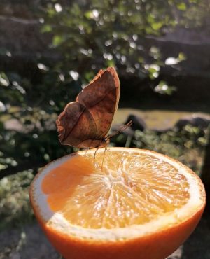 Ladouceur du plaisir image 571574